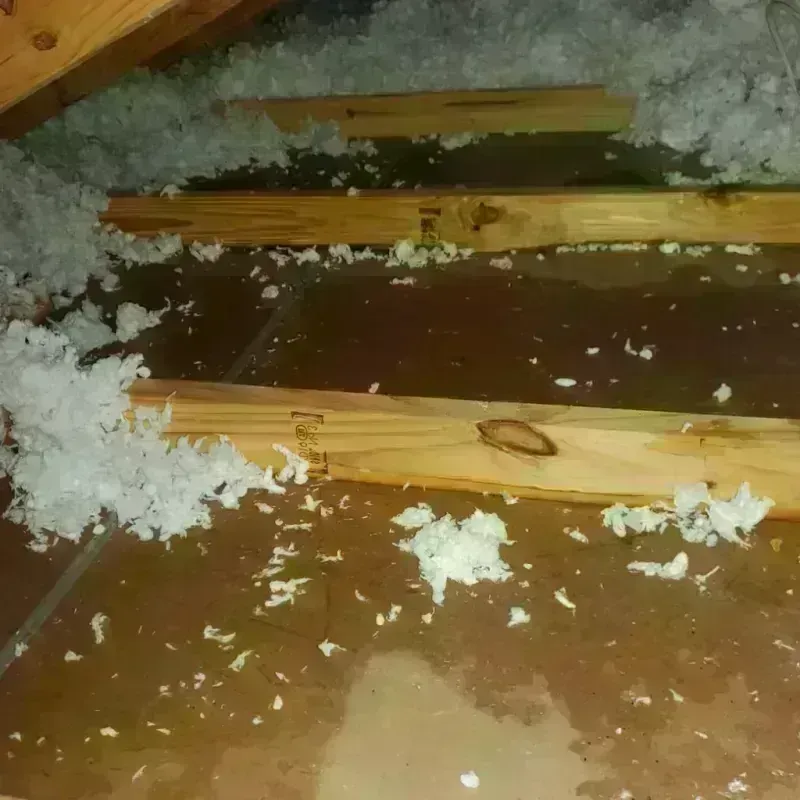 Attic Water Damage in Brandon, FL